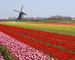 Tulips Cruise