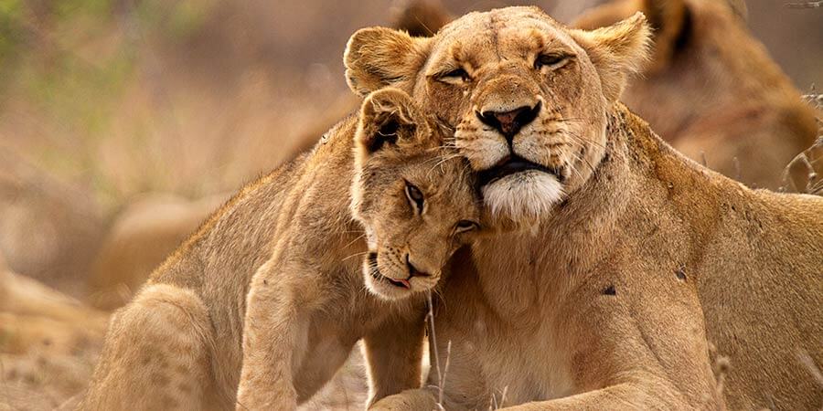 Lioness and cub in the Kruger NP Lioness and cub in the Kruger NP