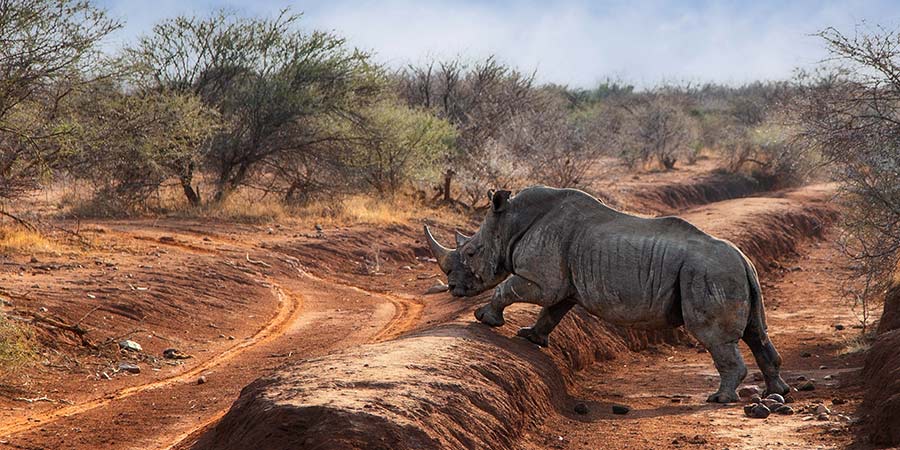 Game drives