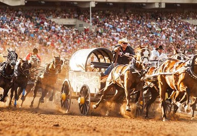 Chuckwagon Racing