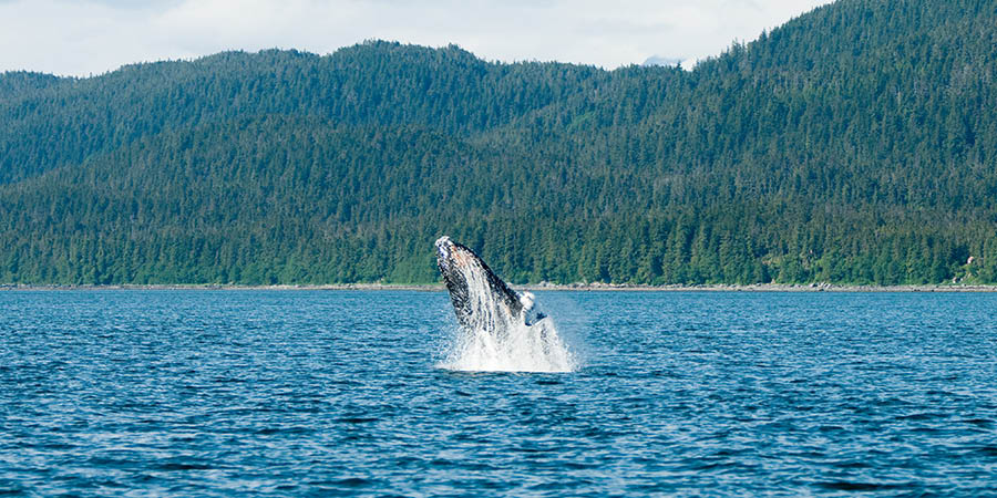 Breaching whales in Alaska Breaching whales in Alaska