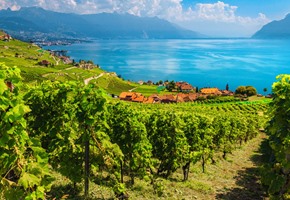 Vinorama Wine Tasting