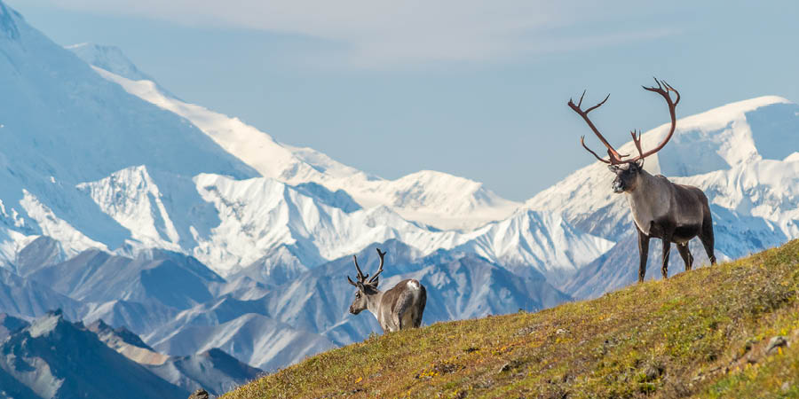 Caribou