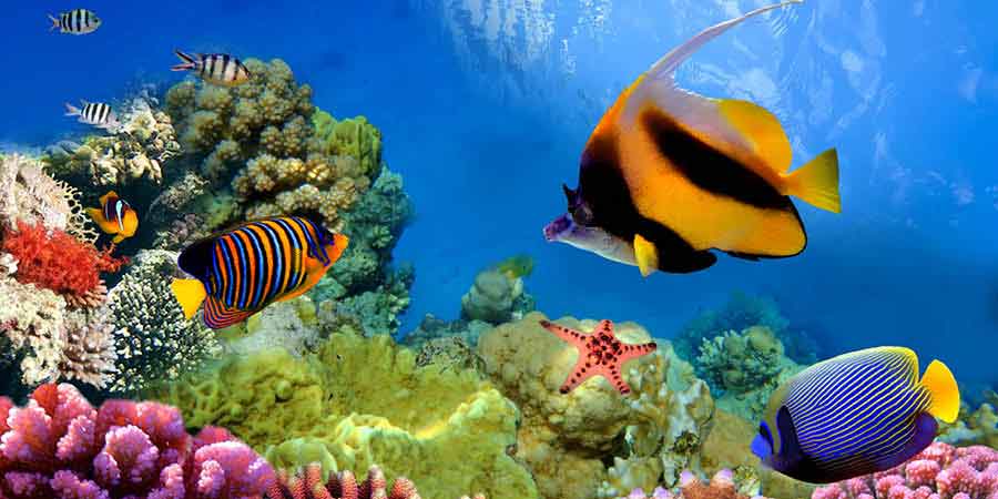 Exploring the Great Barrier Reef, a UNESCO World Heritage site