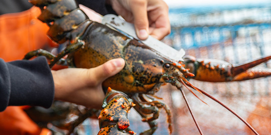 Embarking on a Coastal Lobster Tour in Maine