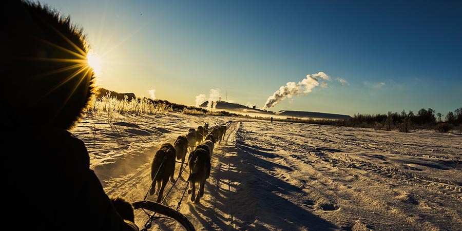 A customer rides a husky sled along the snow. 