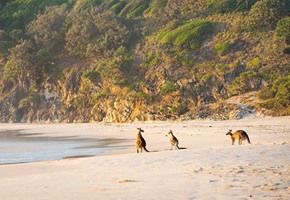 Cape Raoul, Tasmania