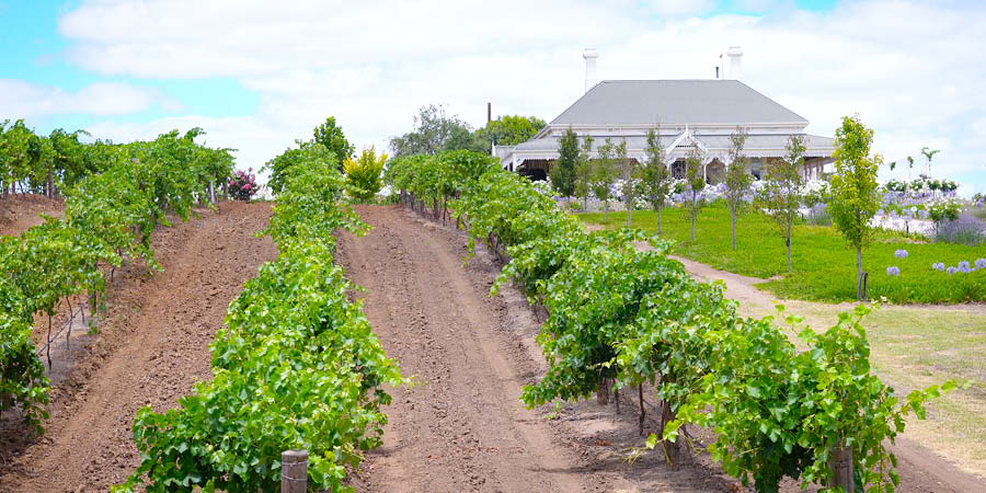 Savoring fine wines at renowned Barossa Valley vineyards