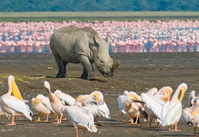 Kenya Safari