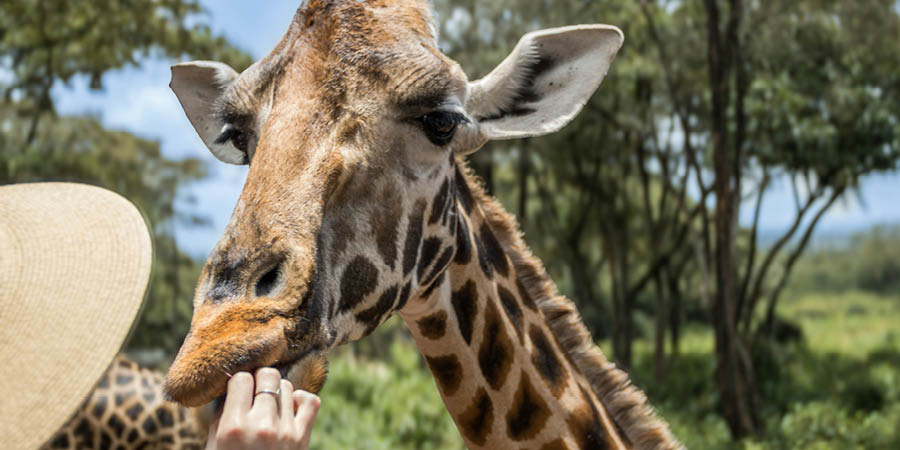 Hand-feeding giraffes at a conservation center