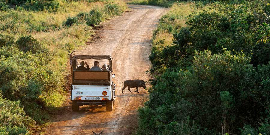 Kenya Safari