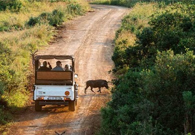 Kenya Safari Kenya Safari